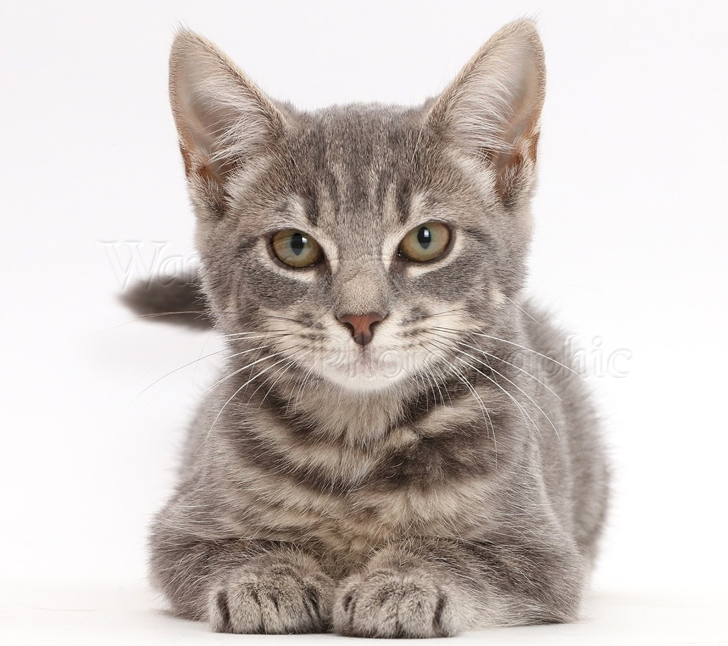 51++ Grey tabby cat characteristics Funniest Cats Ever
